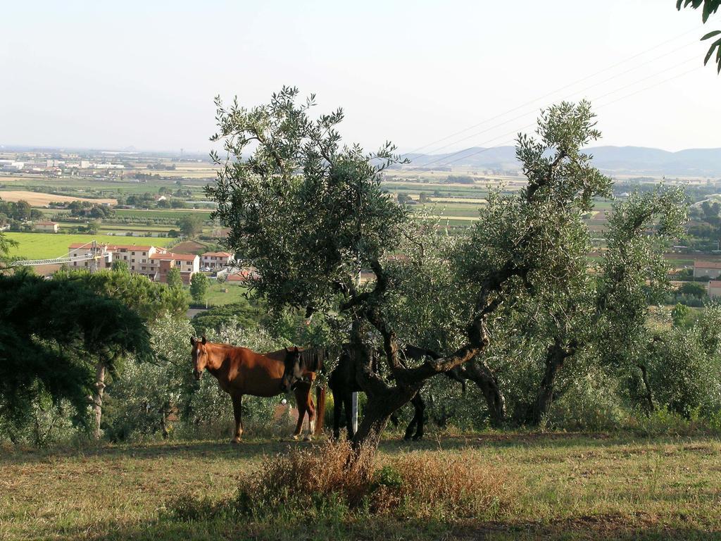 B&B Villa Il Poggetto Вентурина Экстерьер фото
